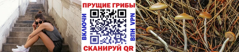 Галлюциногенные грибы мицелий  Брюховецкая 